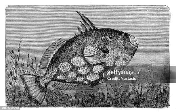 the grey triggerfish (balistes capriscus) - clown triggerfish stock illustrations