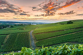 Champagne Vineyards at sunset Montagne de Reims, France