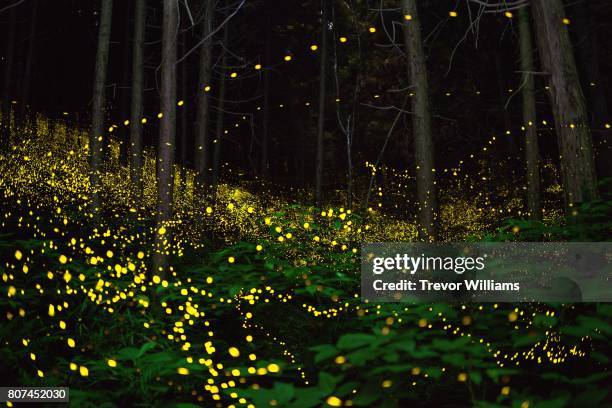fireflies fill the forest with a natural light show. - fireflies stock pictures, royalty-free photos & images