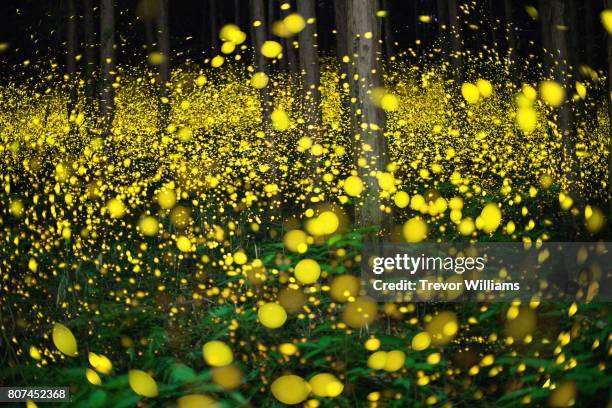 fireflies fill the forest with a natural light show. - bioluminescência imagens e fotografias de stock