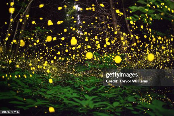 lightning bugs fill the forest with a natural light show. - bioluminescência imagens e fotografias de stock