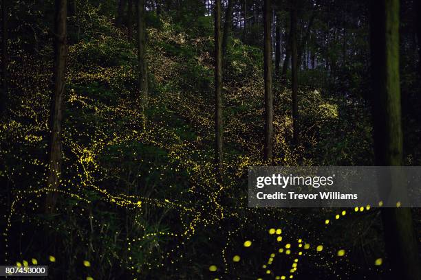 lightning bugs fill the forest with a natural light show. - firefly stock pictures, royalty-free photos & images