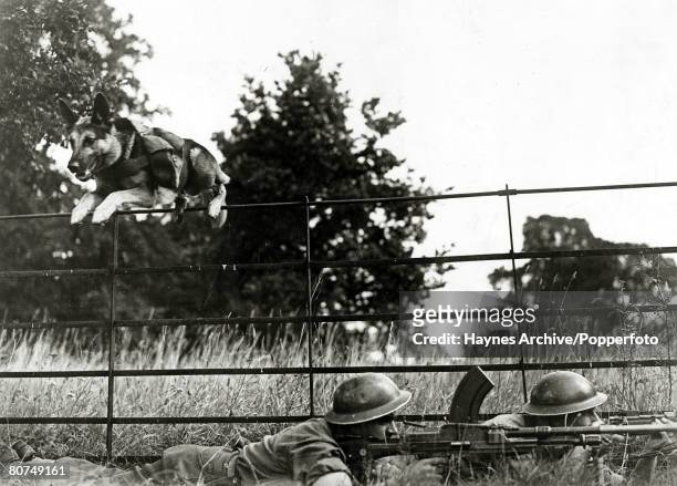 Animals, War and Conflict, World War II, pic: July 1942, "Mark" the dog ammunition carrier at work, as he hurdles a fence, with a section of British...