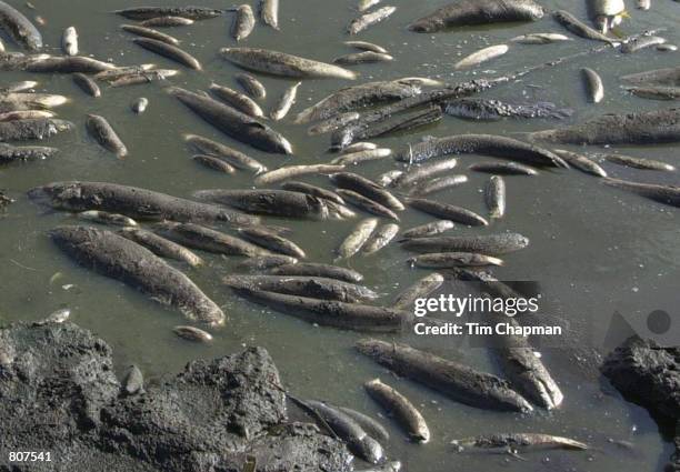 Dead fish float to the surface of a water conservation area because of dwindled water supplies from a drought May 1, 2001 north of the Tamiami Trail,...