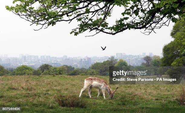 View of deer in Richmond Park in West London.