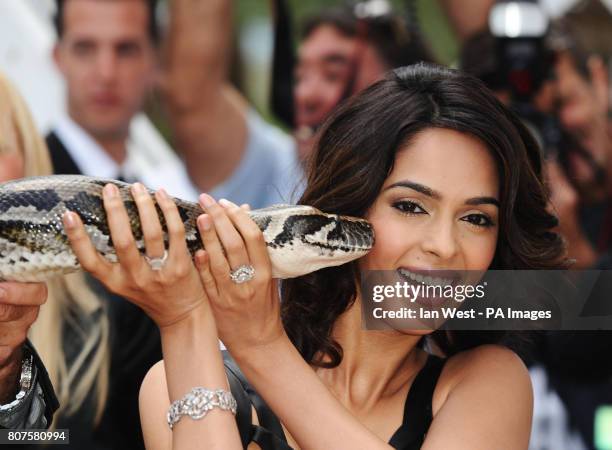 22ft Python 163 Python Muster Stock Photos, High-Res Pictures, and Images - Getty ...