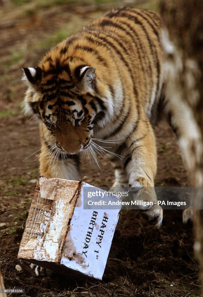 Amur tigers celebrate first birthday