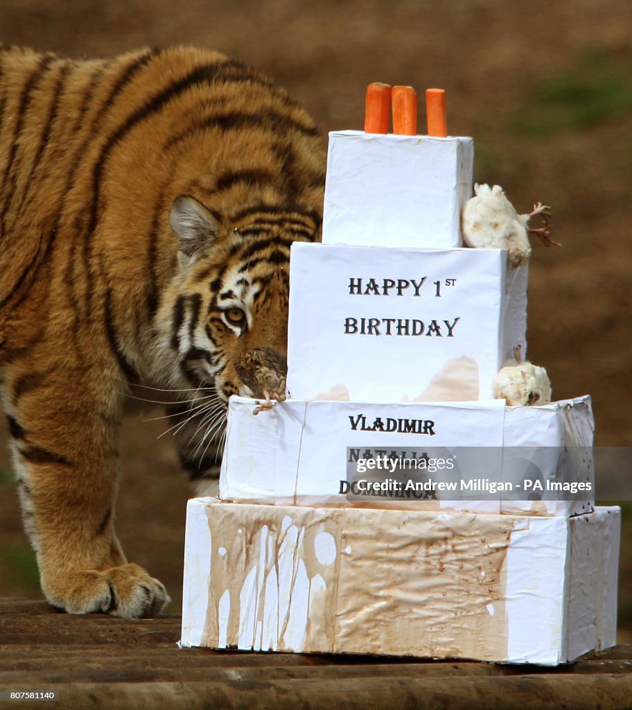 Amur tigers celebrate first birthday