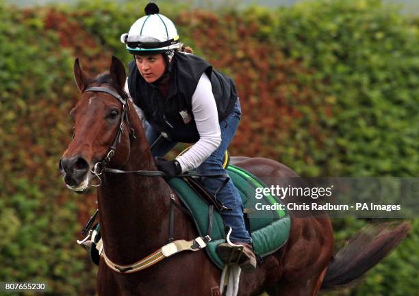 Nicconi, is run out along the gallops at Newmarket Racecourse.