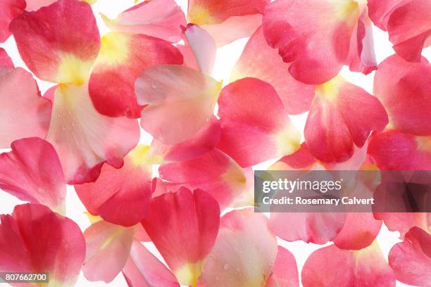 pink rose petals scattered on white. - rose petal stock pictures, royalty-free photos & images