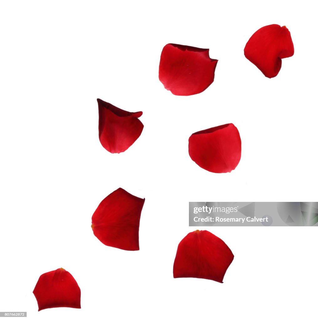 Falling red rose petals on white.