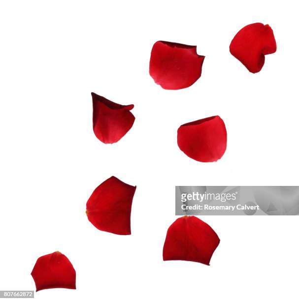 10,063 Rose Petals Stock Photos, High-Res Pictures, and Images - Getty  Images