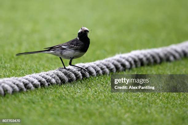 Bird is pictured on the boundry rope during day two of the Specsavers County Championship Division One match between Surrey and Hampshire at The Kia...