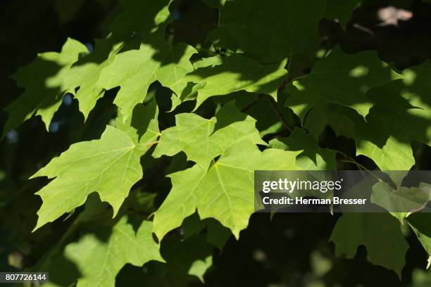 sugar maple leaves  acer saccharum - sugar maple stock pictures, royalty-free photos & images