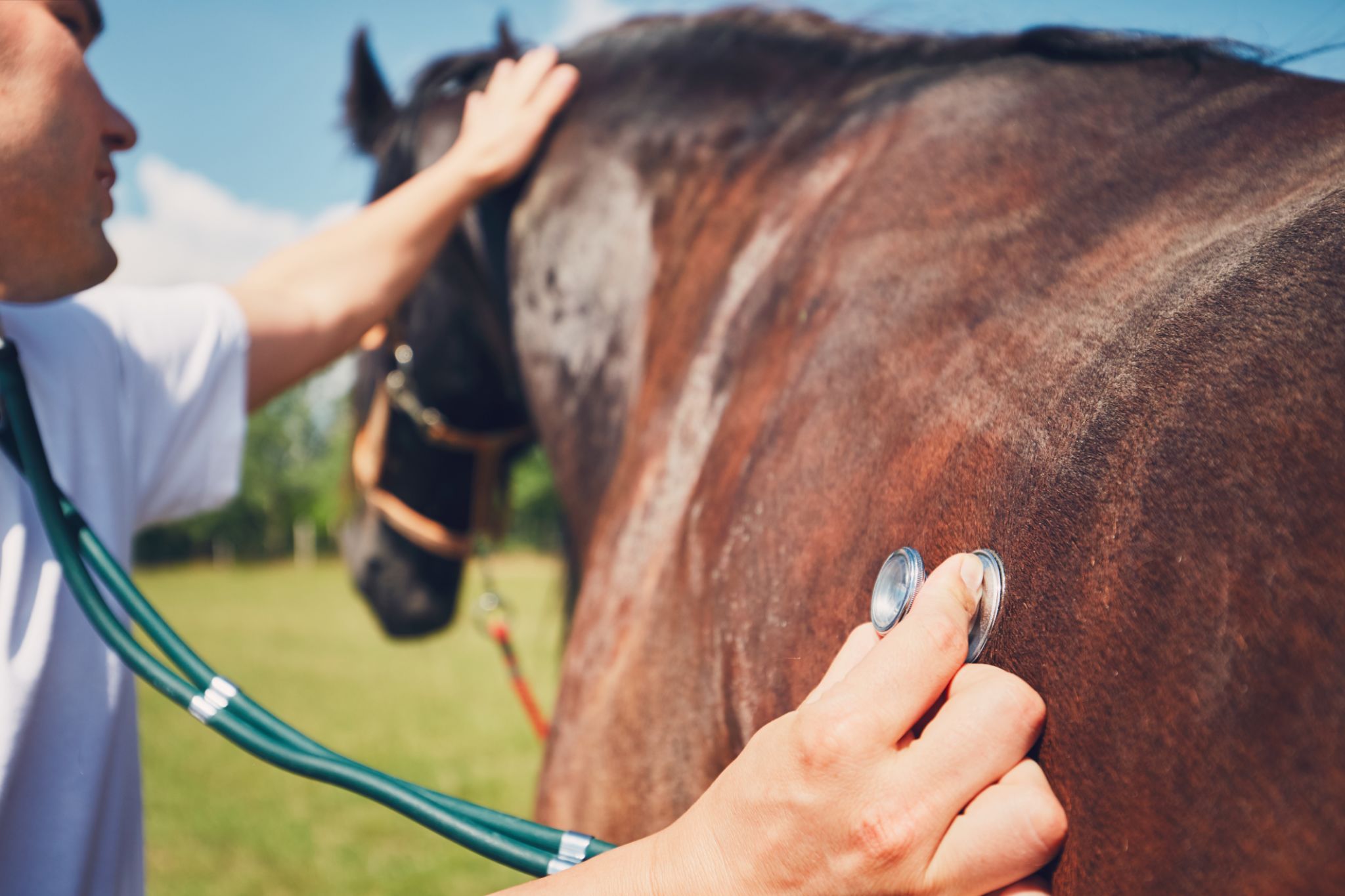 horse health check