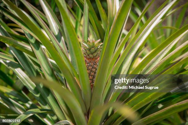 pineapple plant in nha trang, vietnam. - pineapple plant stock-fotos und bilder