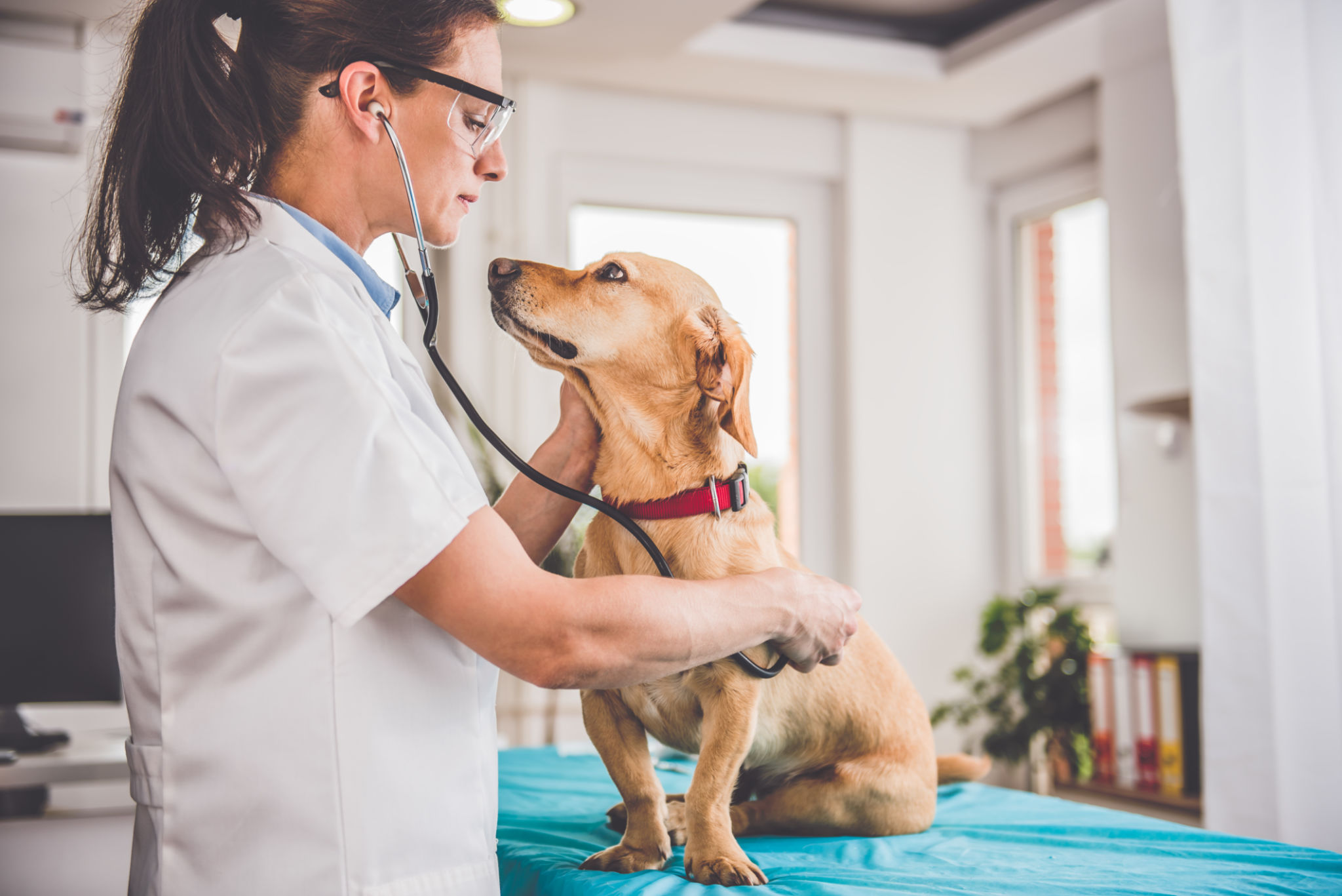 pet health check