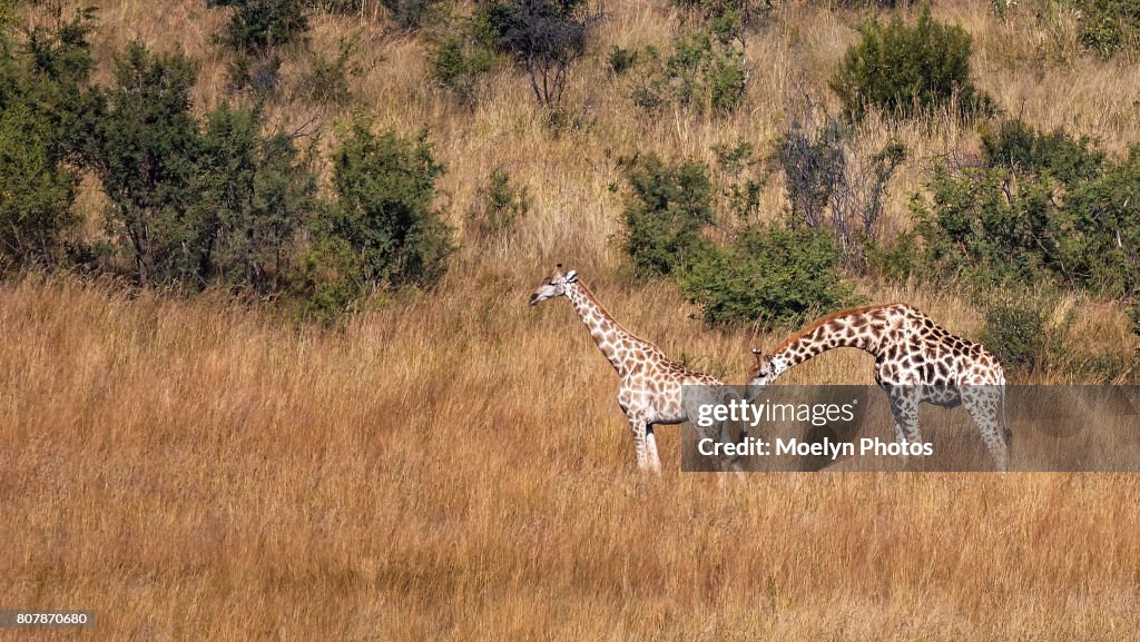 Giraffe Mother & Child