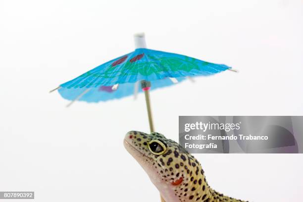 animal with an umbrella - snake in pool stock-fotos und bilder