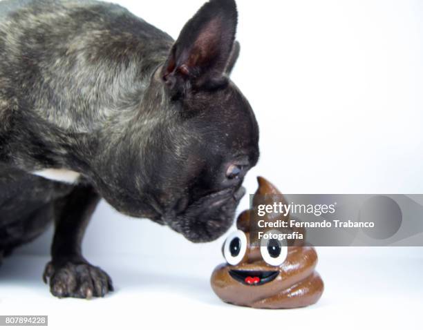 dog smelling poo - stool stock pictures, royalty-free photos & images