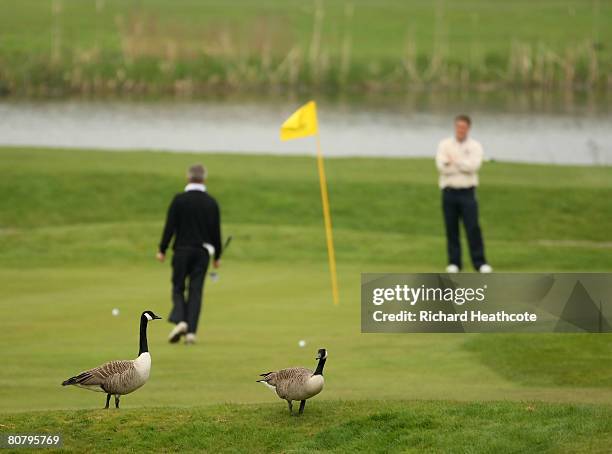 Geese walk across the course as players putt on the 3rd green during The Glenmuir PGA Professional Championship East Regional Qualifier at Hadley...
