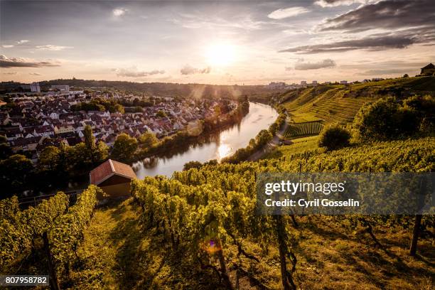 sunset over the vineyards at the neckar - neckar river stock pictures, royalty-free photos & images