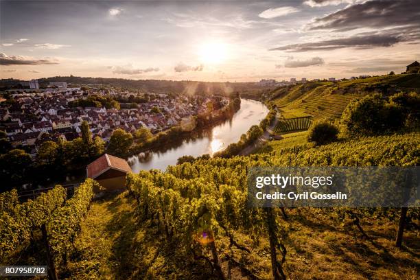 sunset over the vineyards at the neckar - baden württemberg stock pictures, royalty-free photos & images