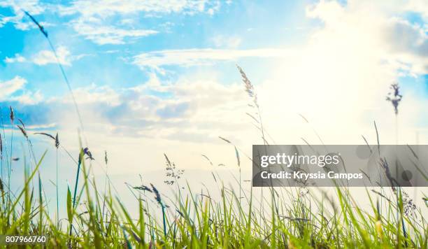 wild meadow grass and sun, costa rica - poas national park stock pictures, royalty-free photos & images