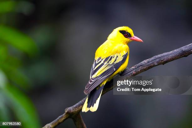 african golden oriole - oriole stock pictures, royalty-free photos & images