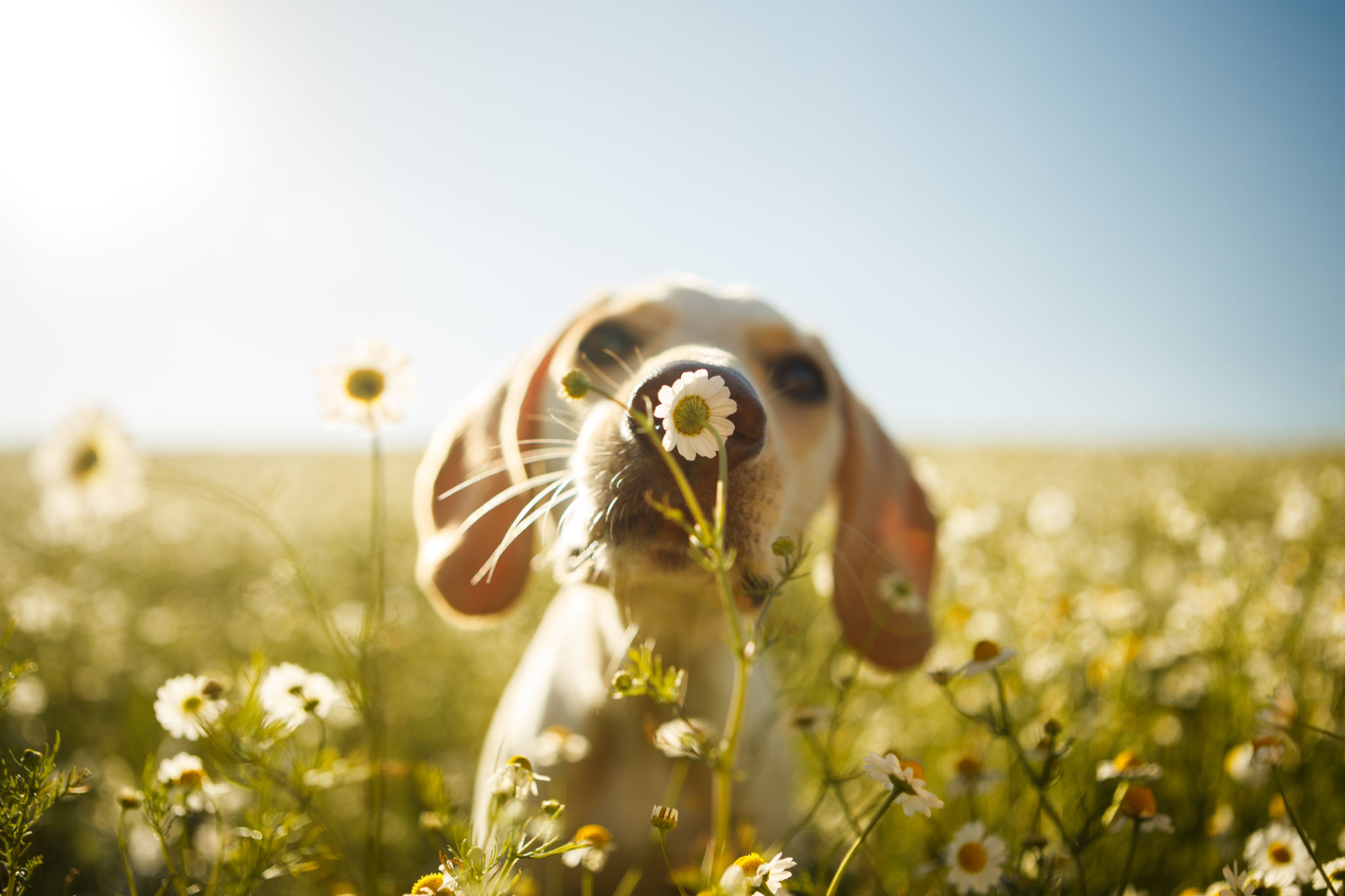spring allergies dog