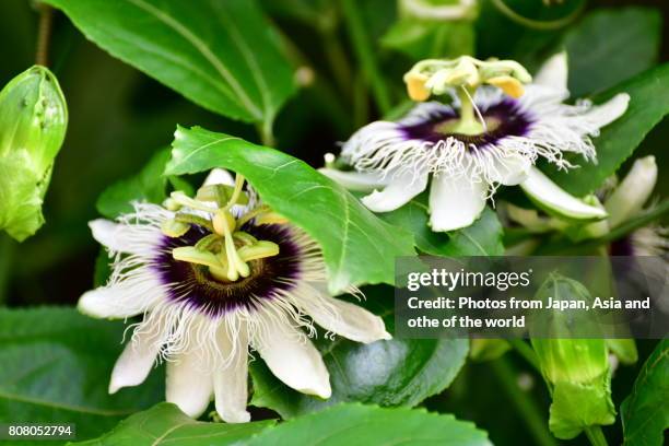 passiflora / passion flower - passion fruit flower images stock pictures, royalty-free photos & images