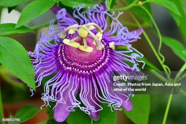 passiflora / passion flower - passion fruit flower images stock pictures, royalty-free photos & images