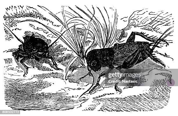 european field cricket (gryllus campestris) - gryllus campestris stock illustrations