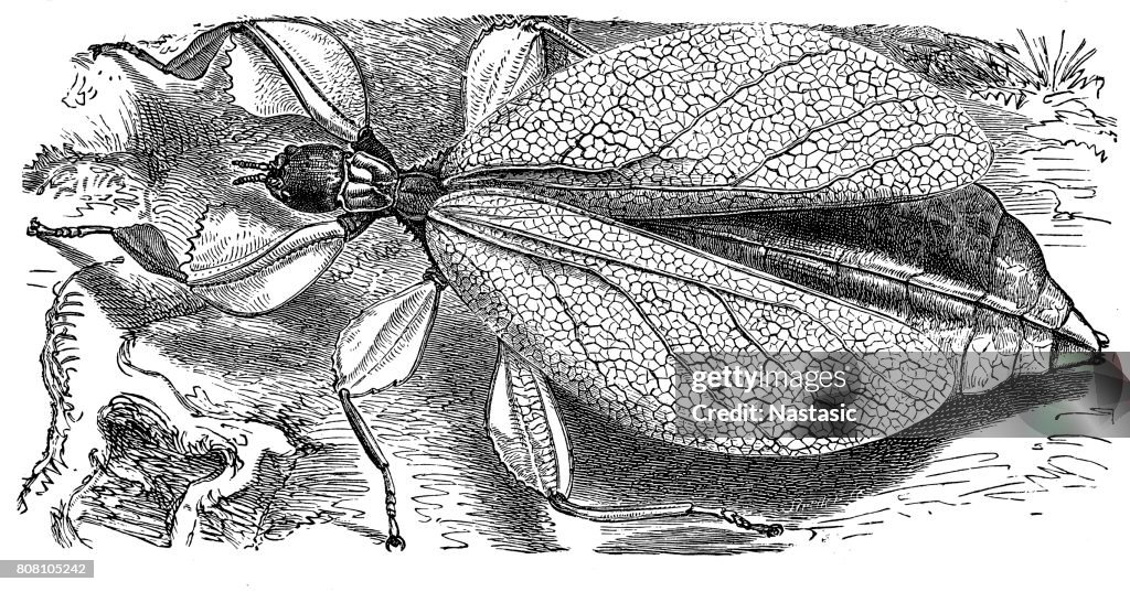 Leaf insect (phyllium siccifolium)