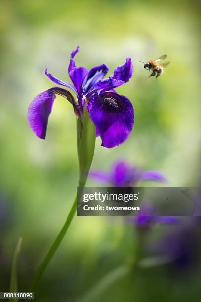 purple colour blooming iris and a honey bee. - the purple iris stock pictures, royalty-free photos & images