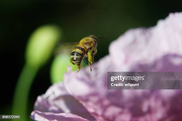 pollen basket honey bee - pollen basket stock pictures, royalty-free photos & images