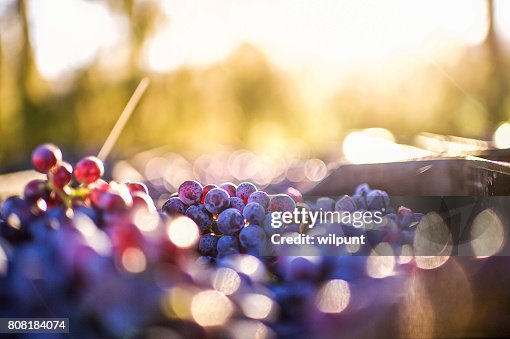 Grapes after being harvested Grapes after being harvested