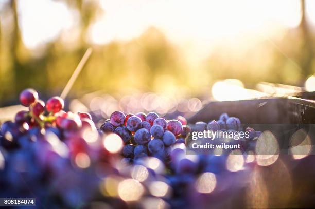 grapes after being harvested - vine plant stock pictures, royalty-free photos & images