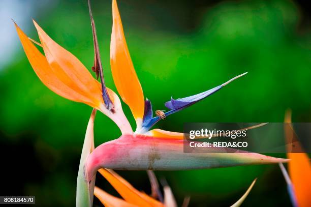 Strelitzia reginae and Bee. Bird of Paradise. Crane flower. Uccello del Paradiso. Sardinia. Italy.