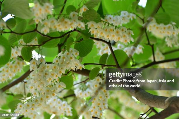 flowering tree / styrax obassia / frangrant snowbell - raceme stock pictures, royalty-free photos & images