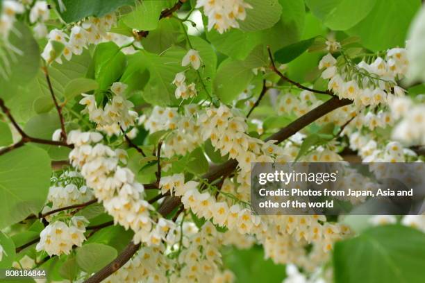 flowering tree / styrax obassia / frangrant snowbell - raceme stock pictures, royalty-free photos & images