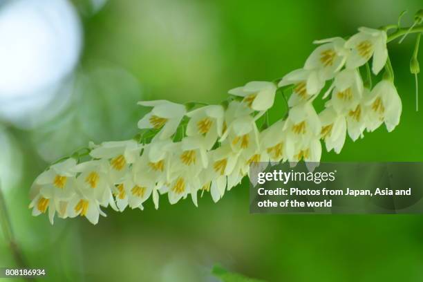 flowering tree / styrax obassia / frangrant snowbell - blütentraube stock-fotos und bilder