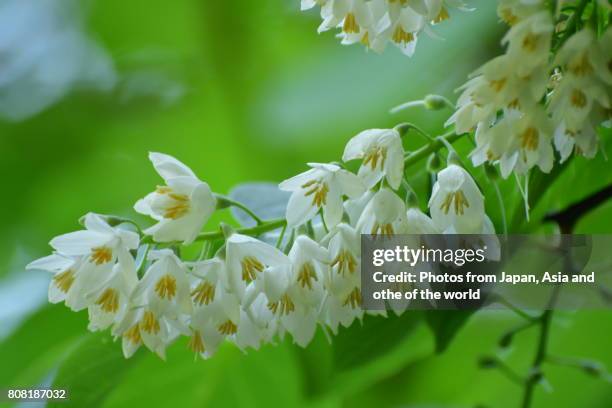 flowering tree / styrax obassia / frangrant snowbell - raceme stock pictures, royalty-free photos & images