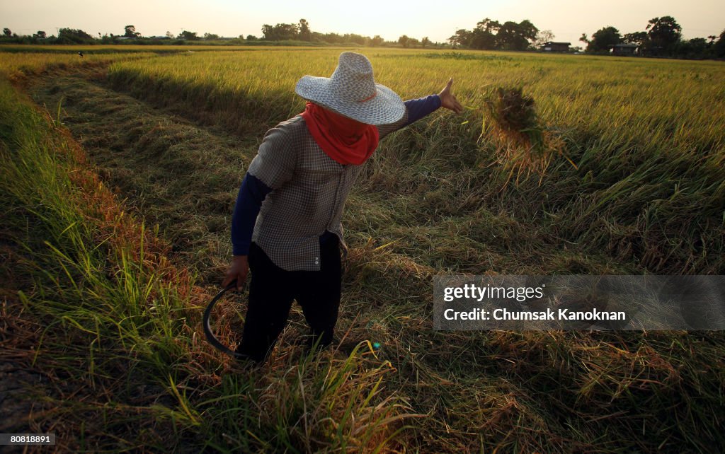 Thai Producers Struggle To Meet Increasing World Demand