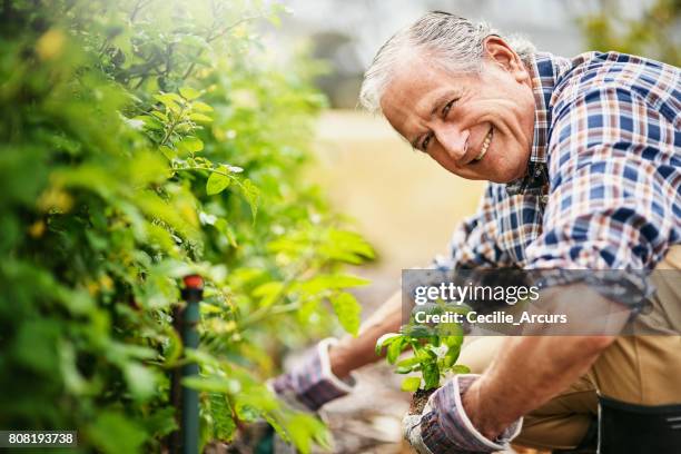 tuinieren houdt me actief en gelukkig - kruidentuin stockfoto's en -beelden