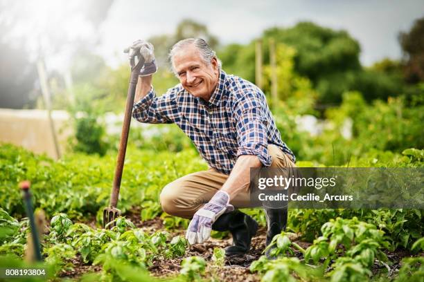 one of the healthiest hobbies to have - senior adult gardening stock pictures, royalty-free photos & images