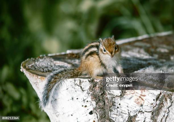 eastern chipmunk sitting on a tree stump - eastern chipmunk stock pictures, royalty-free photos & images