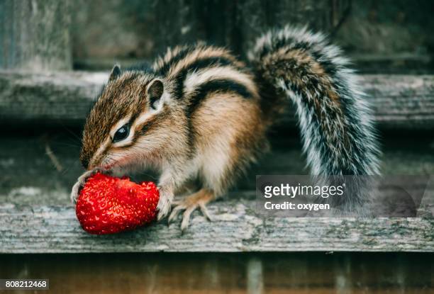 little chipmunk eating a strawberry top - chipmunk stock pictures, royalty-free photos & images