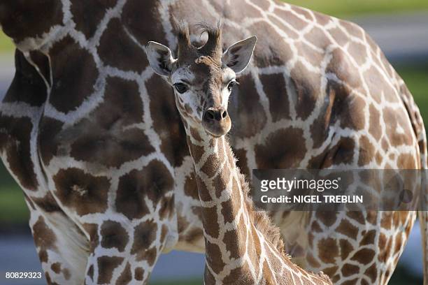 Baby giraffe Katja stands next to her mother Geha during her first outing at the Serengeti Park in Hodenhagen, northwestern Germany, on April 23,...