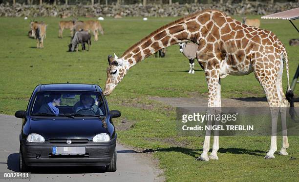 Giraffe inspects the car of visitors at the Serengeti Park in Hodenhagen, northwestern Germany, on April 23, 2008. Around 1,500 animals live in the...